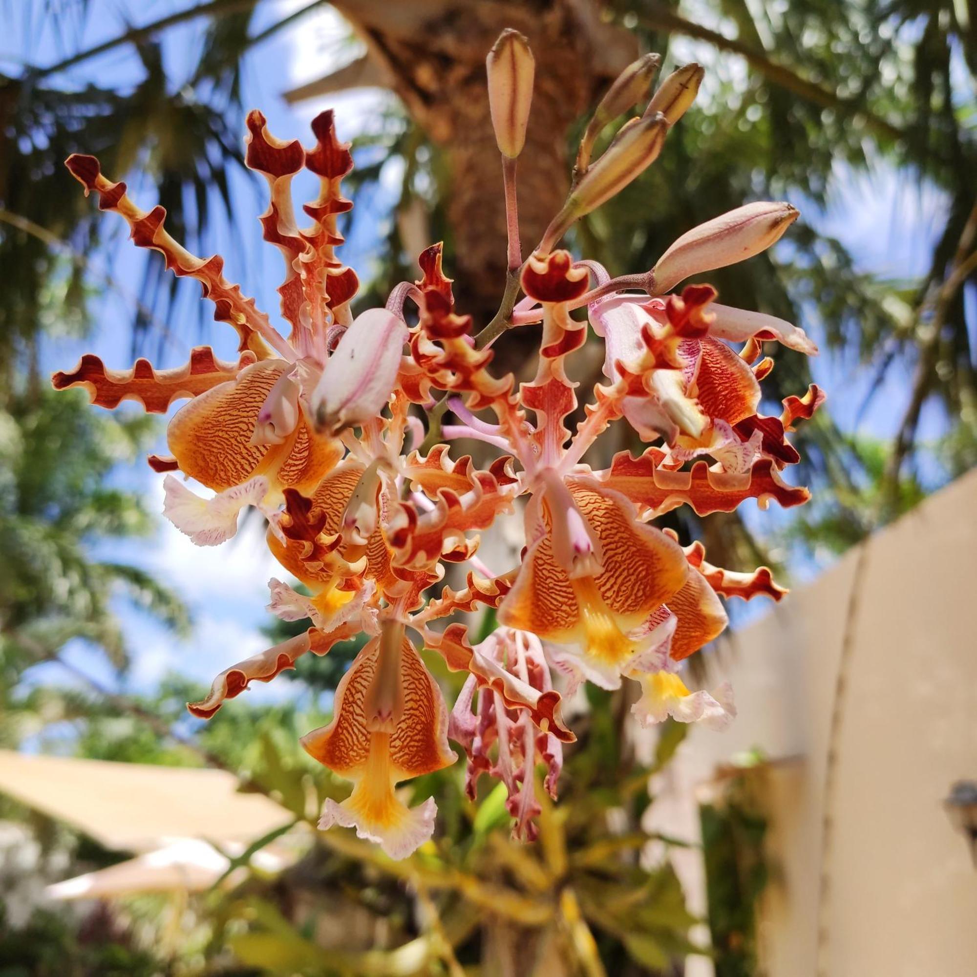 Azcapri Villa Boutique & Spa Cancun Ngoại thất bức ảnh